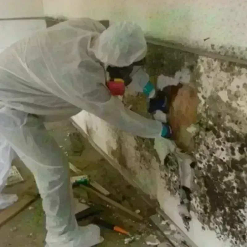 Mold Remediation and Removal in Corunna, MI